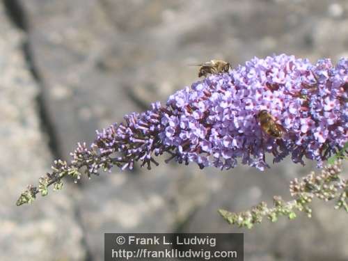 Bumblebees